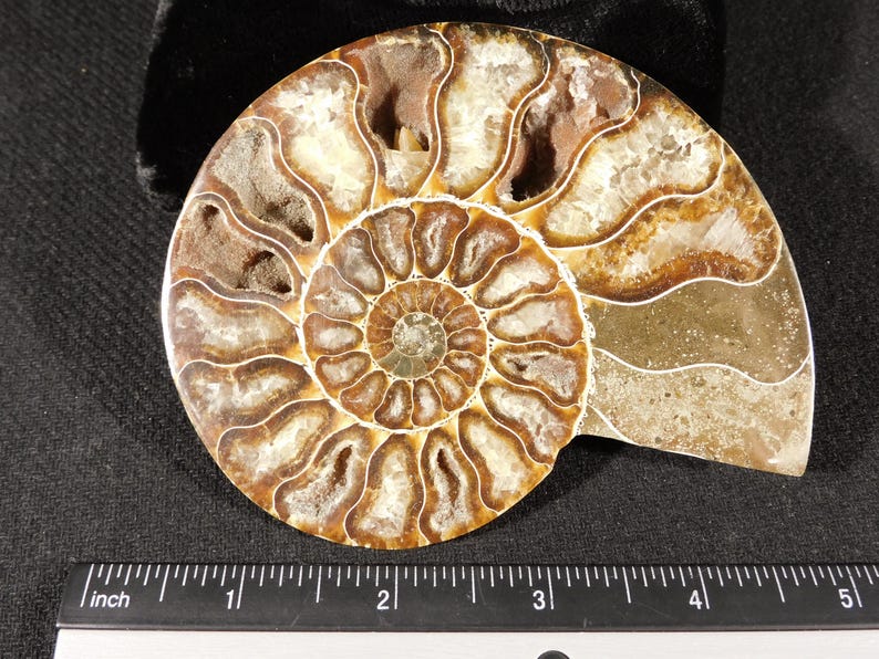 Puede incluir: Un f&oacute;sil de amonita pulido que presenta una concha en espiral con c&aacute;maras marrones y bronceadas llenas de estructuras cristalinas blancas. Una regla negra colocada en la parte inferior muestra que el f&oacute;sil mide unos 12,7 cm de ancho.