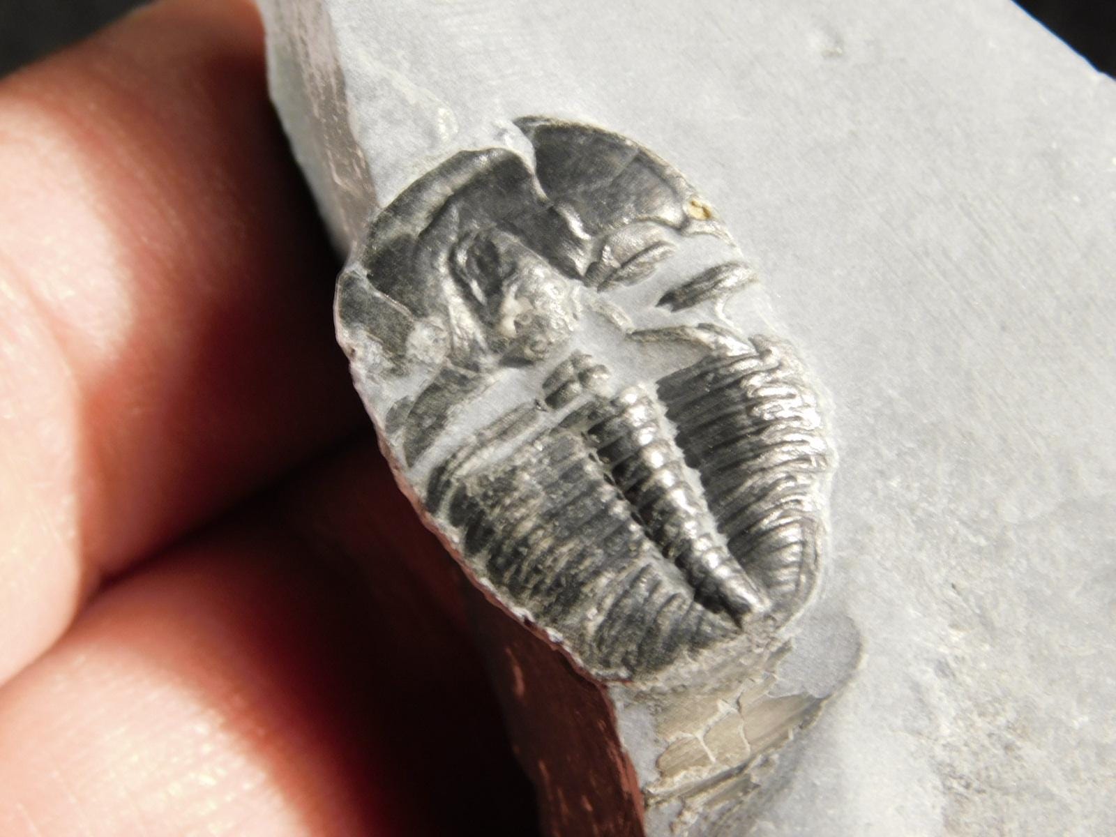 アノマロカリスの噛み跡が残る三葉虫の化石！カンブリア紀ユタ州産 113