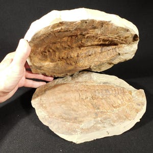 巨大！5億3000万年前のアンダルシアナ三葉虫化石！モロッコ・アニフ産