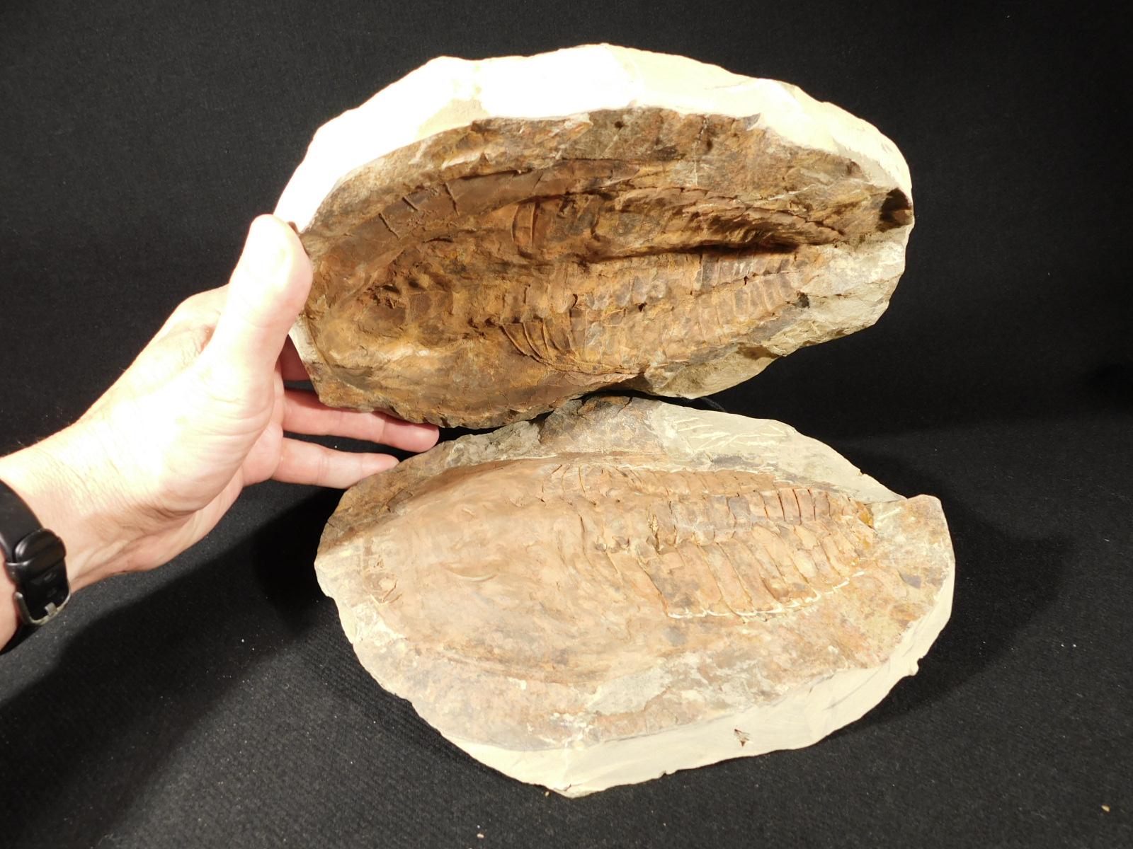 巨大！5億3000万年前のアンダルシアナ三葉虫化石！モロッコ・アニフ産