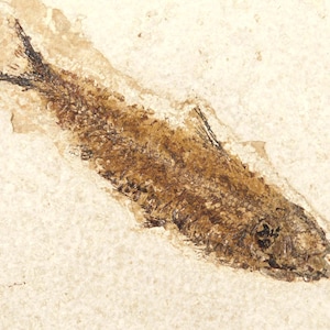 May include: A fossilized fish specimen, showcasing a detailed imprint of the fish's skeletal structure and scales. The fossil is preserved in a light beige stone, with the fish itself appearing in shades of brown and black.