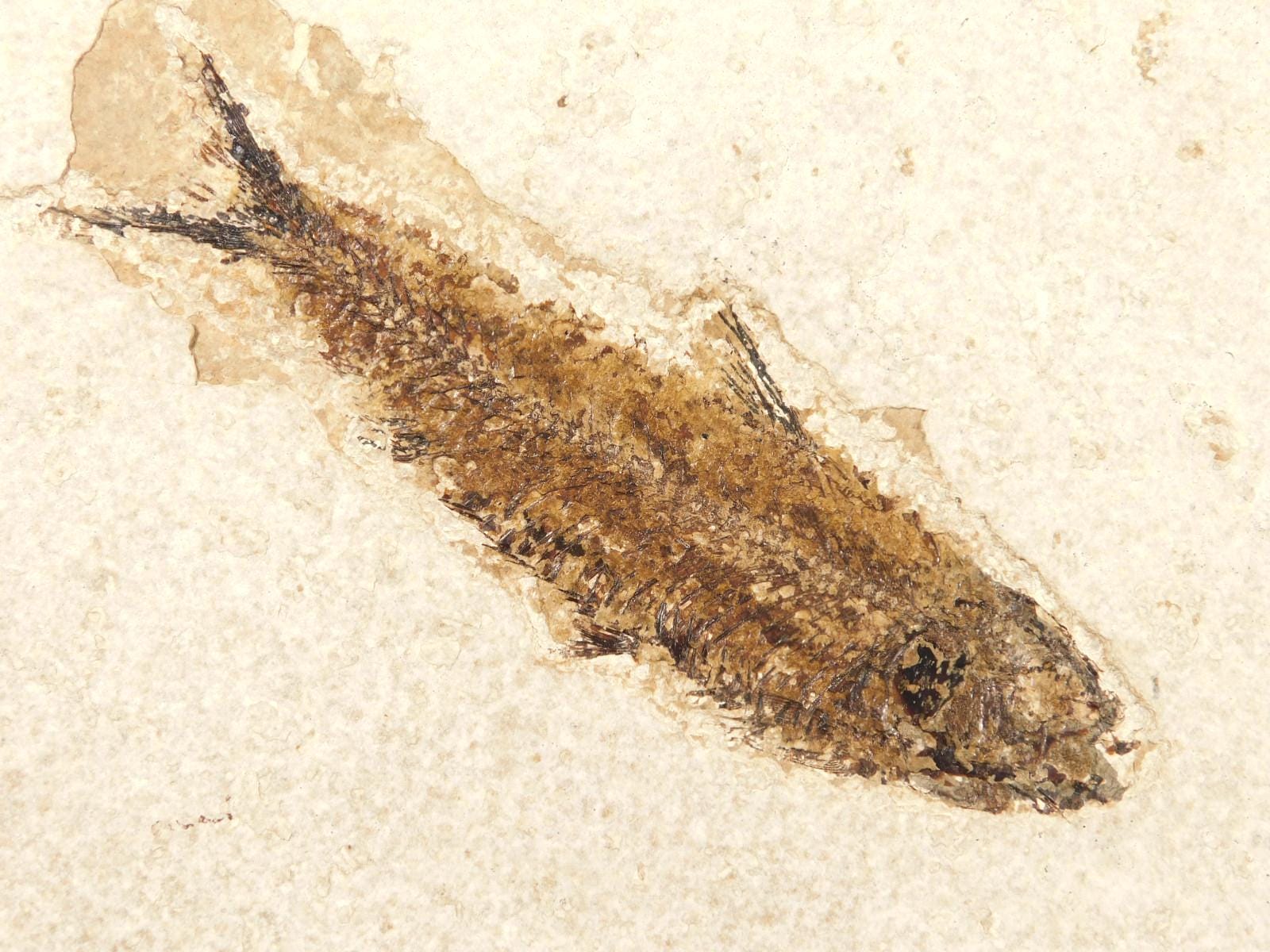 長い！5000万年前のナイティア魚の化石、ワイオミング州フォッシル