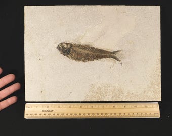 ビッグ！100%天然ディプロミスタス魚化石（両面にマトリックス付き