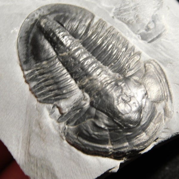 Rare! 510 Million Year Old! Asaphiscus Trilobite Fossil Cambrian Utah 115gr *A