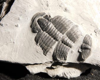 5億900万年前！カンブリア紀ユタ州産エルラシア三葉虫化石 144グラム