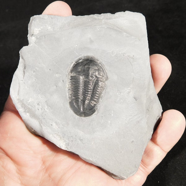 Rare! 510 Million Year Old! Asaphiscus Trilobite Fossil Cambrian Utah 188gr *A