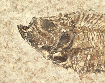 長い！100%天然、5000万年前のミオプロス魚化石、ワイオミング州産
