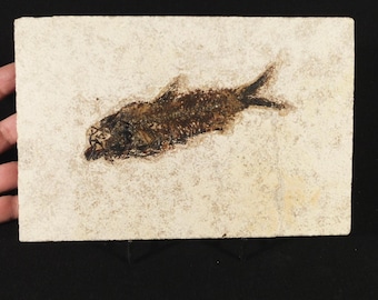 GROTER! 50 miljoen jaar oude Knightia Fossiele vis uit Wyoming 785 gr