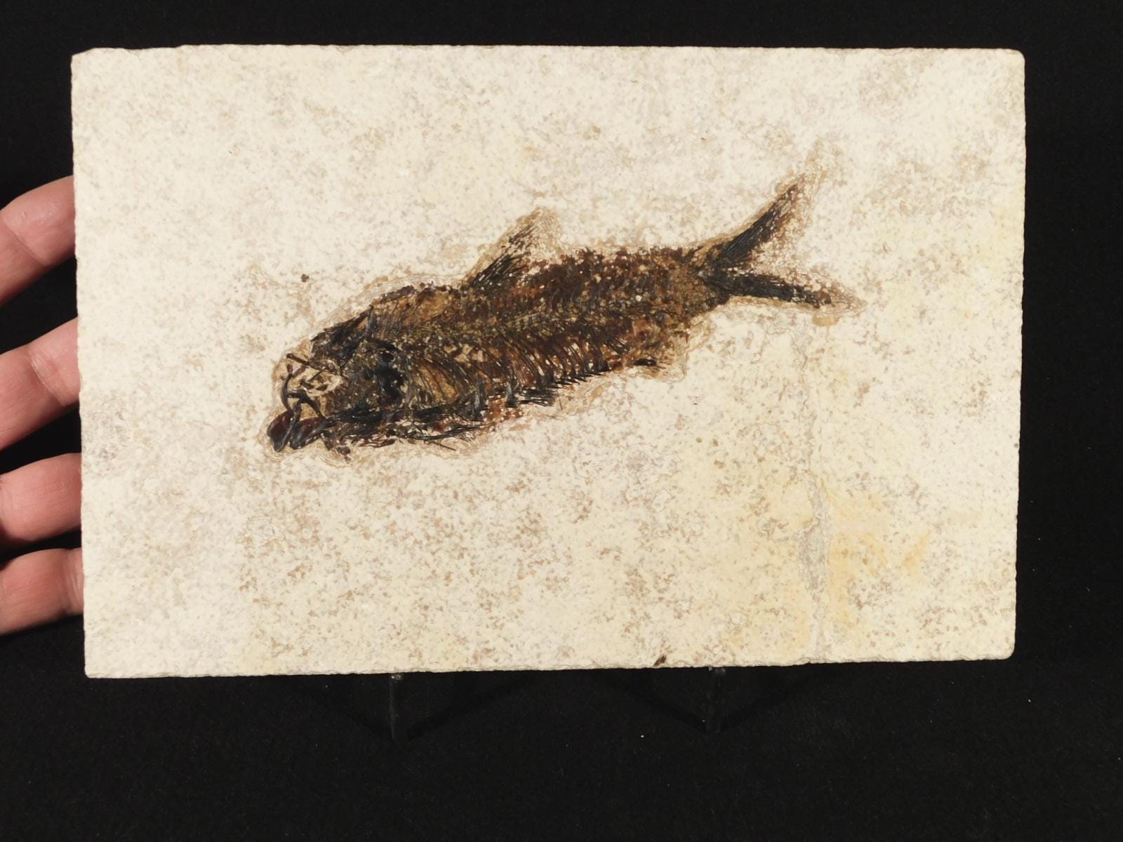 大型化！5000万年前のナイティア魚の化石 ワイオミング州産 785グラム