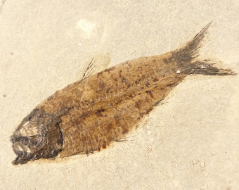 ビッグ！100%天然ディプロミスタス魚化石（両面にマトリックス付き