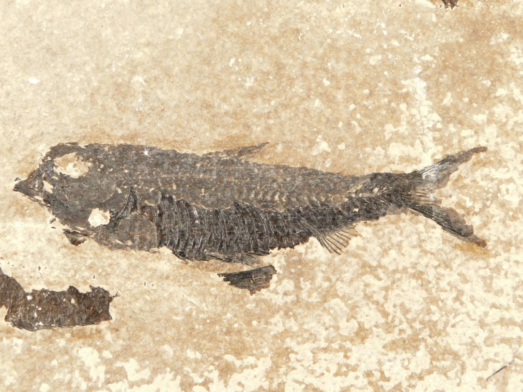 Knightia Eocaena FISH Fossil Green River Formation Wyoming - Etsy