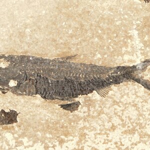 Knightia Eocaena FISH Fossil Green River Formation Wyoming - Etsy