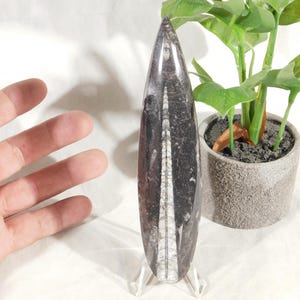 ¡Lote de TRES! ¡Fósiles de ortoceras pulidos de 400 millones de años de antigüedad! Marruecos 320gr