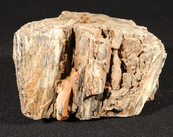 木化石 珪化木（Araucaria）｜化石販売・鉱物販売の東京サイエンス