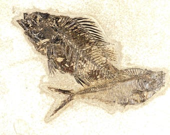 X線骨！大型で天然のディプロミスタス魚化石 ワイオミング州産 623g