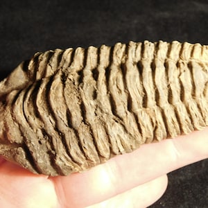 Puede incluir: Un trilobites fosilizado, que muestra un cuerpo segmentado con intrincadas crestas y un color marrón claro. Este antiguo artrópodo marino es un espécimen natural, perfecto para coleccionistas o fines educativos.