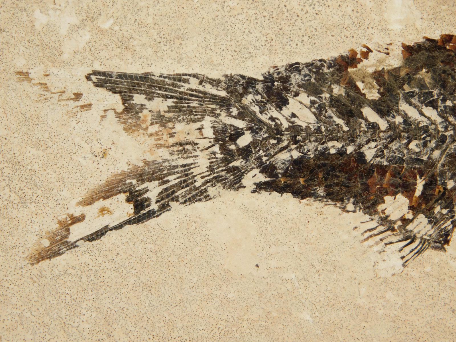 スケール！5000万年前のナイティア魚の化石（スタンド付き