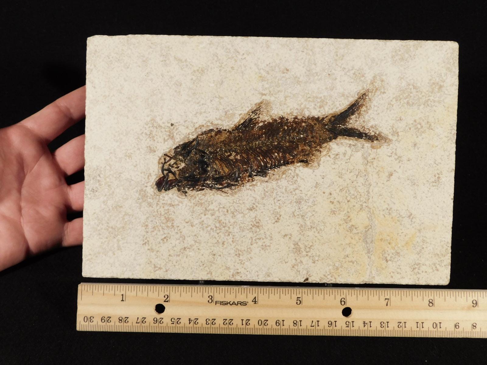 大型化！5000万年前のナイティア魚の化石 ワイオミング州産 785グラム