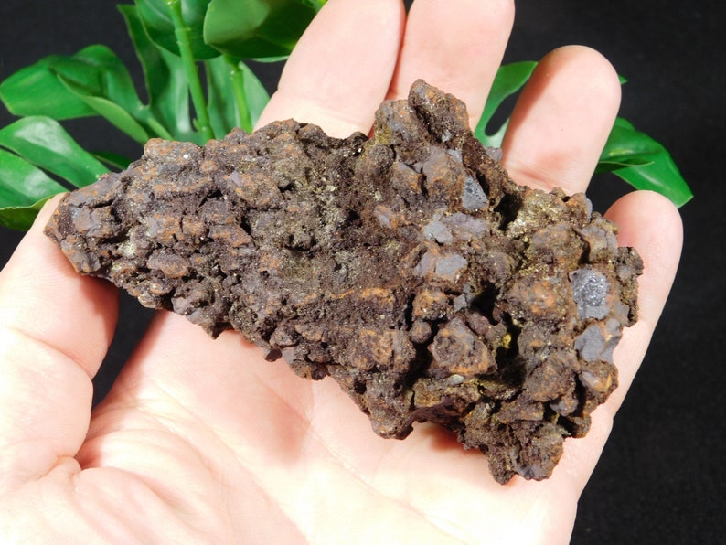 turtle coprolite