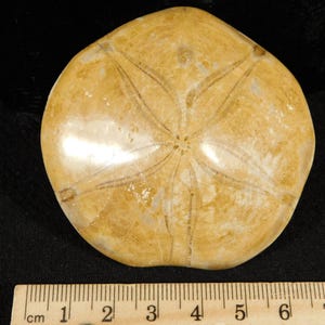 Polished 150 Million Year Old! SAND DOLLAR Fossil Madagascar 78.9gr