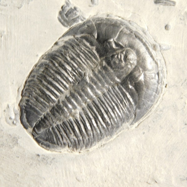 NICE and Natural 509 Million YEAR Old! Trilobite Fossil Utah 221gr *C