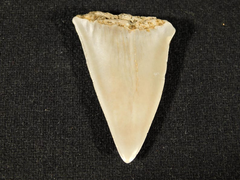 Ancestral Great WHITE SHARK Tooth Fossil 100% Natural South Carolina 10 ...