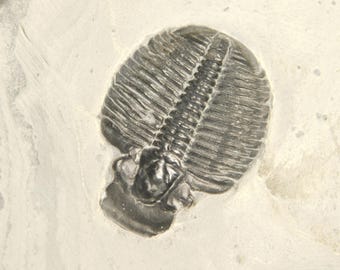 アノマロカリスの噛み跡が残る三葉虫の化石！カンブリア紀ユタ州産