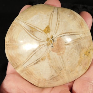 Big! Polished 150 Million Year Old! SAND DOLLAR Fossil Madagascar 196gr