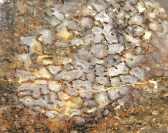 DINOSAUR LEG Bone Fossil From Jurassic Utah! 100% Natural 329gr