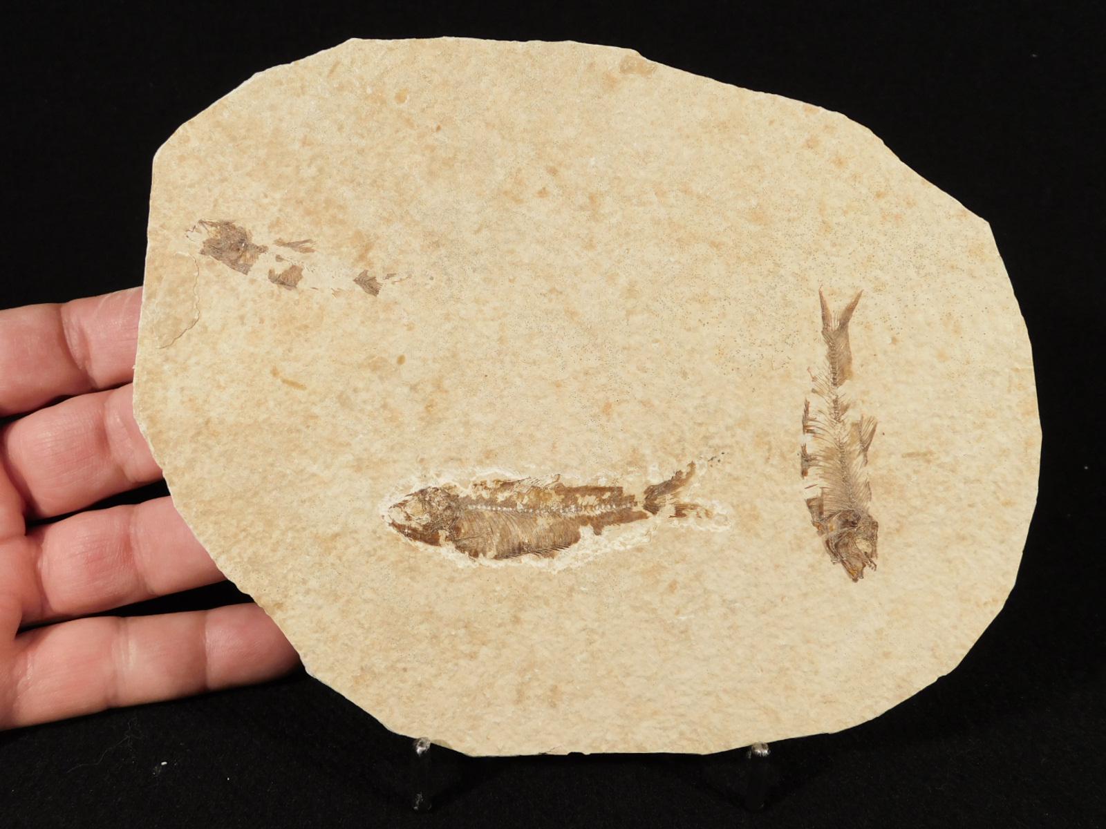 2つ！5000万年前のナイティア稚魚の化石（ワイオミング州産）320グラム