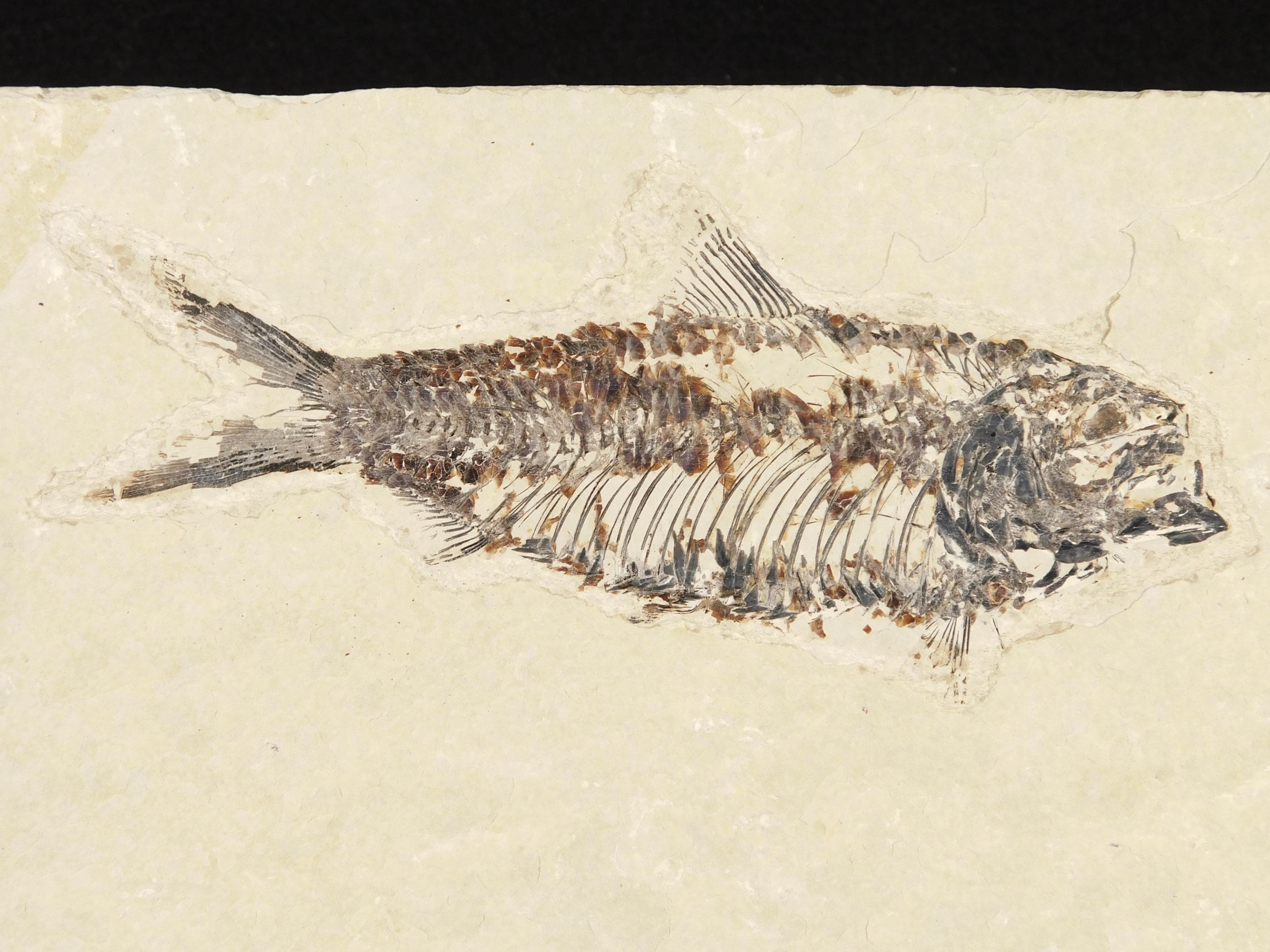 極上の骨！5000万年前のナイティア魚の化石（台座付き、ワイオミング州