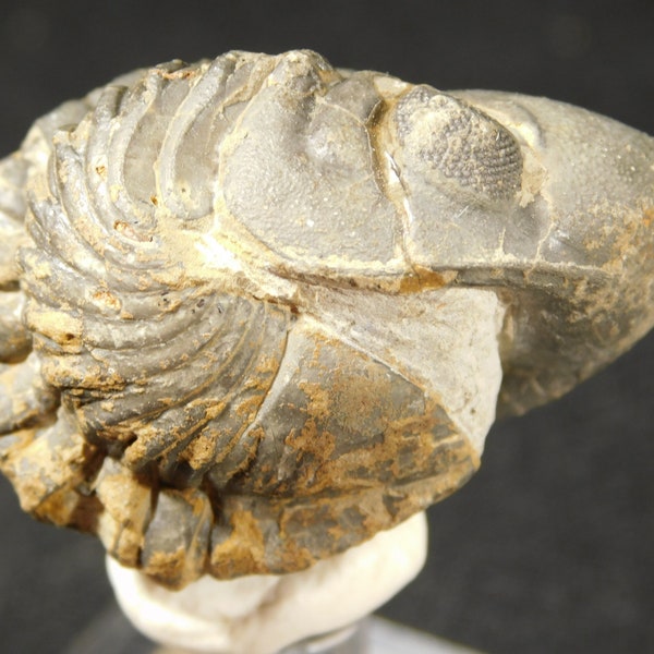 400 Millionen Jahre alt! Eingeschriebener PHACOPS Trilobit Fossil 100% Natürlich 5.21