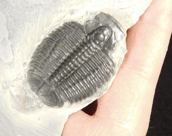 アノマロカリスの噛み跡が残る三葉虫の化石！カンブリア紀ユタ州産