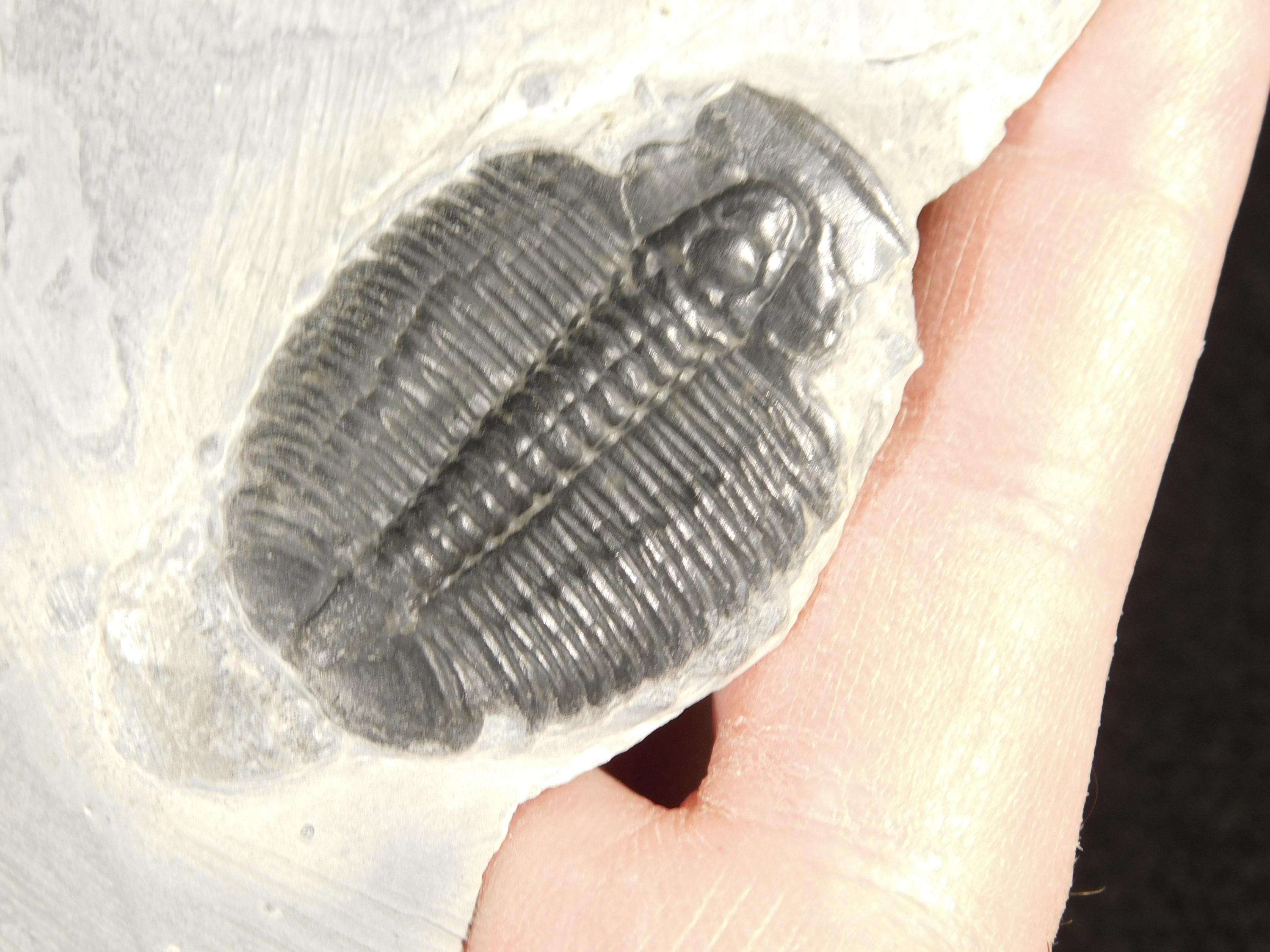 より大きく！5億900万年前！エルラシア三葉虫化石 カンブリア紀 ユタ州