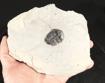 5億900万年前！カンブリア紀ユタ州産エルラシア三葉虫化石 144グラム
