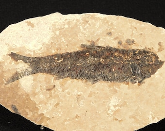 X線骨！大型で天然のディプロミスタス魚化石 ワイオミング州産 623g