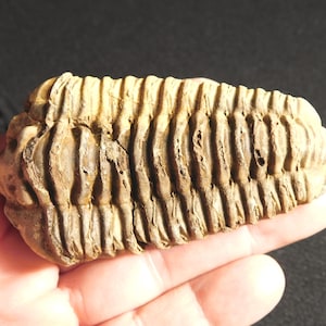 Puede incluir: Se muestra un trilobite fosilizado, un artrópodo marino prehistórico. El fósil es de color marrón claro con un cuerpo segmentado y una sección de cabeza y cola distinta. El fósil se sostiene en una mano.
