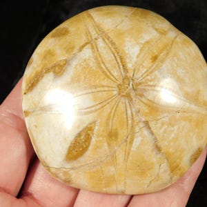 Larger! Polished 150 Million Year Old! SAND DOLLAR Fossil Madagascar 118gr