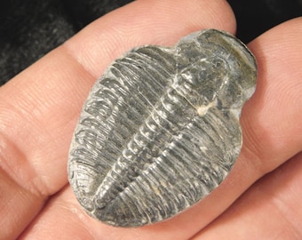 ユタ州カンブリア紀の100%天然エルラシア三葉虫化石4個セット 243