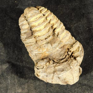Puede incluir: Un trilobites fosilizado con un cuerpo segmentado y una forma curva. El fósil tiene un color marrón claro y beige con crestas y texturas visibles, sobre un fondo oscuro.