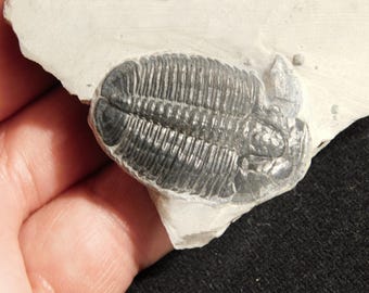 アノマロカリスの噛み跡が残る三葉虫の化石！カンブリア紀ユタ州産