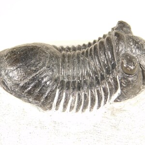 ¡Más grande! Fósil de trilobites Paralejurus de 440 millones de años de antigüedad procedente de Marruecos, 197 g.
