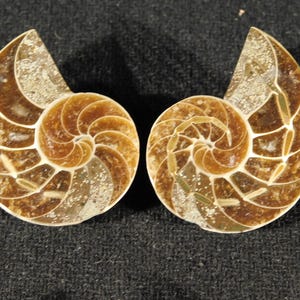 May include: Two polished ammonite fossils cut in half to reveal the internal spiral chamber structure. The fossils feature a rich brown color with creamy white mineralized septa lines forming a distinct, symmetrical, and intricate pattern.