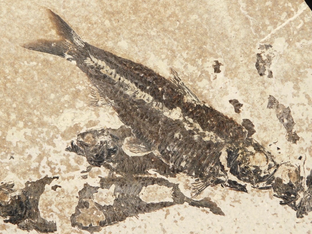 THREE 50 Million Year Old Knightia FISH Fossils With SCALES From ...