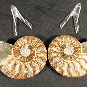 Big Split & Polished Cretaceous Era Cleoniceras AMMONITE Fossil Madagascar 299gr