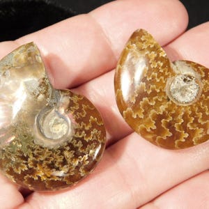 TWO Small Highly Polished! Sutured AMMONITE Fossils Mahajanga Madagascar 8.43