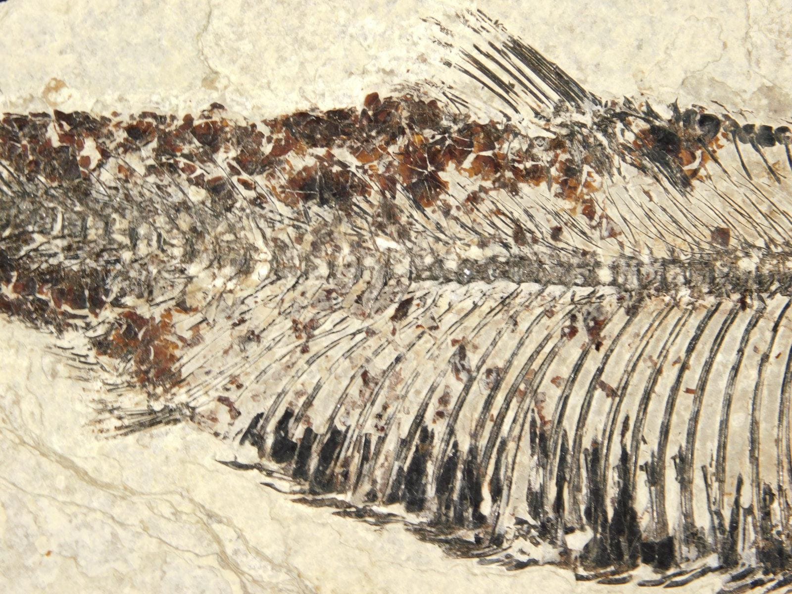 ナイティア　化石 極めて上質の保存状態を維持した約5000万年前のニシンの仲間