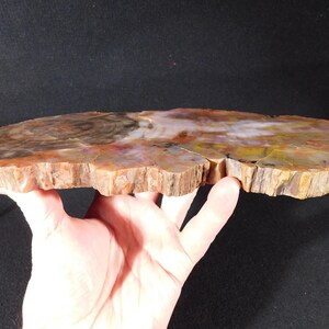 May include: A cross-section of petrified wood, showcasing a natural color palette of browns, reds, and yellows. The wood grain is visible, with a rough, textured edge. This unique piece is a natural home decor item.