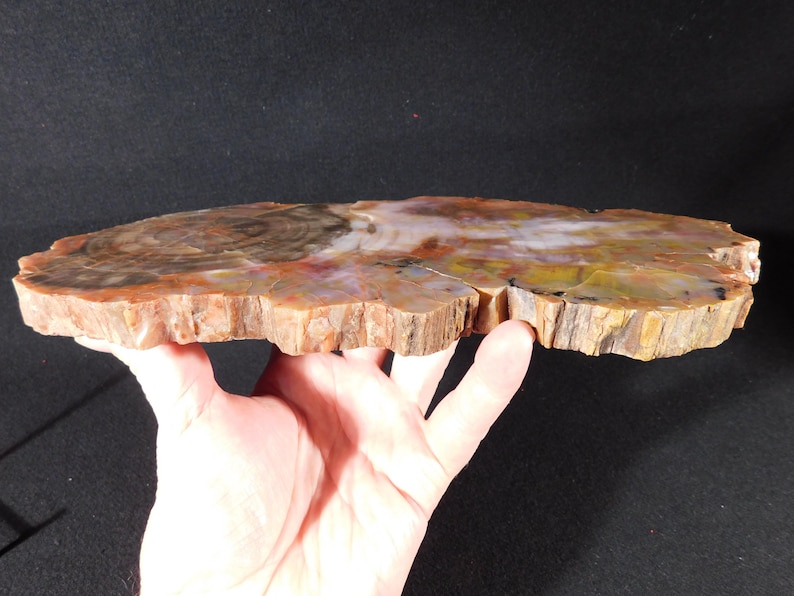 May include: A cross-section of petrified wood, showcasing a natural color palette of browns, reds, and yellows. The wood grain is visible, with a rough, textured edge. This unique piece is a natural home decor item.