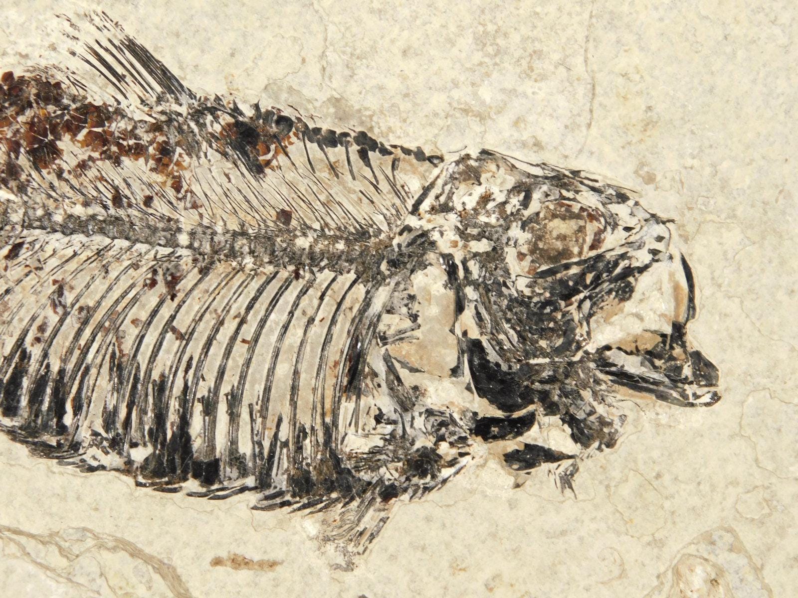 ナイティア　魚の化石　アメリカ　ワイオミング州 産　特大 ナイティア 魚の化石 アメリカ ワイオミング州 産 特大 ナイティア